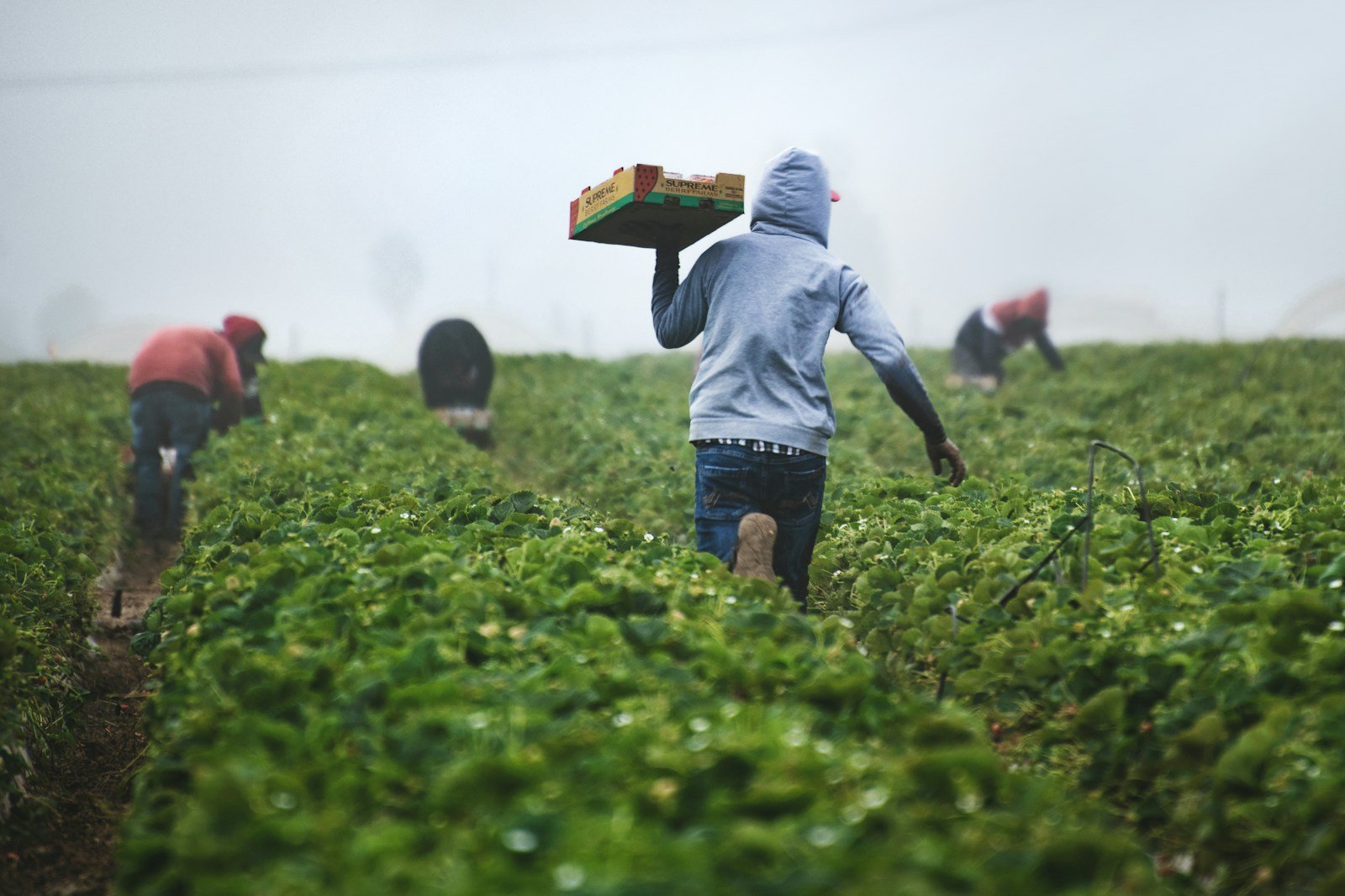 Global Sourcing Origin Harvest